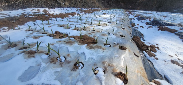 “기상이변 속 마늘 재배, 봄철 관리...