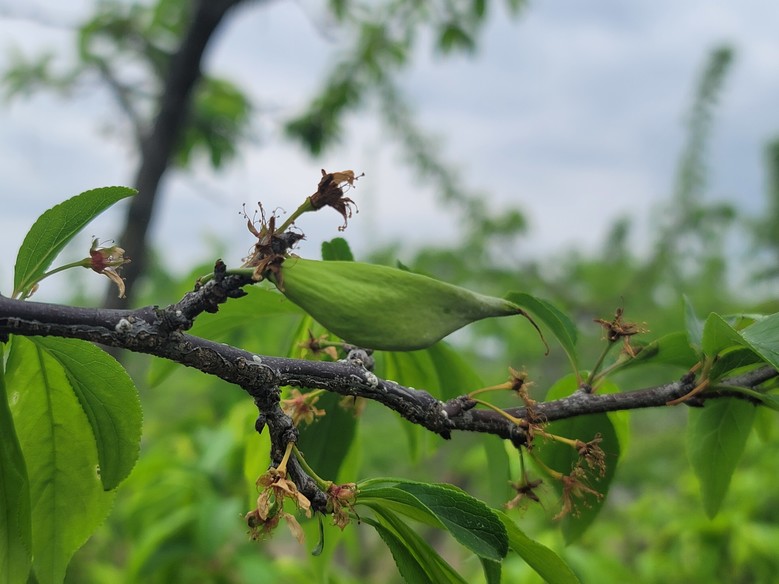 친환경 자두 주머니병 방제는 발아기부...