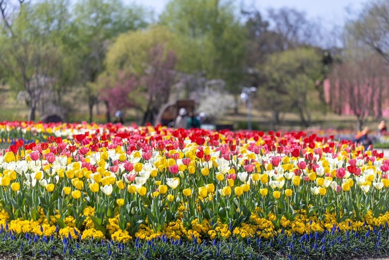튤립이 활짝 피어난 순천만국가정원